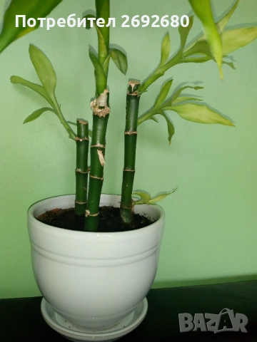 Традесканция рео,кливия,исусов венец, кротон, сансивиера,хибискус , снимка 18 - Стайни растения - 42021101