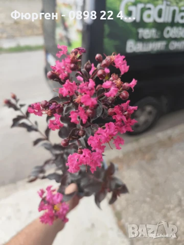 Индийски люляк Lagerstroemia indica Black Diamond Crimson red, снимка 9 - Разсади - 51236511