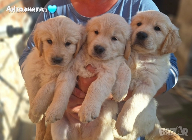 Бебета Голдън ретривър , снимка 2 - Голдън ретривър - 52372675