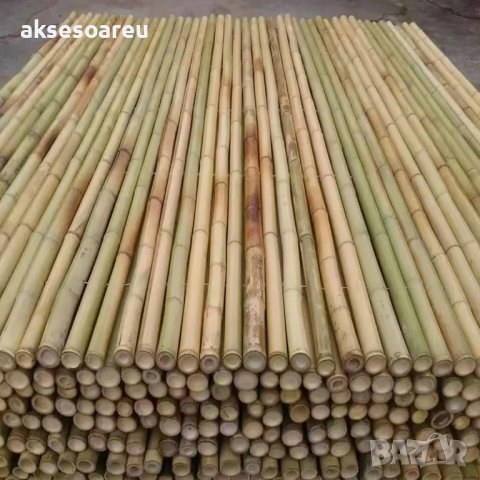 Качествени семена от бамбук Moso Bambo бързо растящи растения за дома бамбуков разсад за украса и де, снимка 7 - Сортови семена и луковици - 41401749