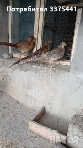 двойки червено златни и жълто златни фазани 