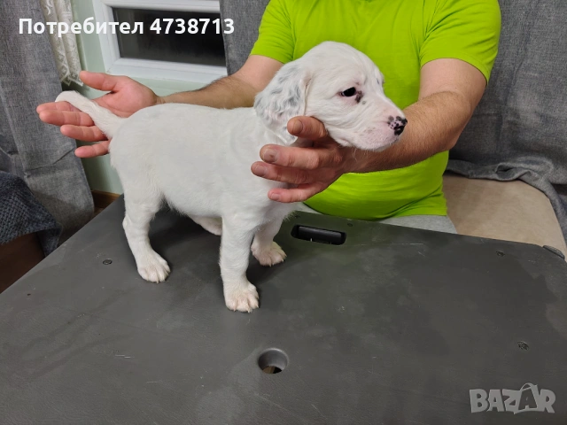 Английски сетер , снимка 7 - Английски сетери - 53565556