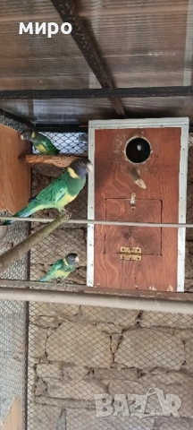 Двойка Бернардови розели ,млади птици !, снимка 5 - Папагали - 46686723