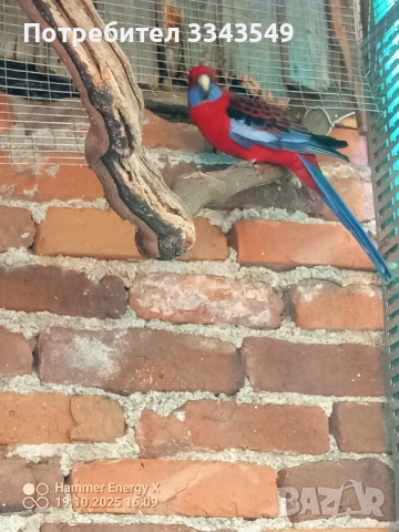 Мъжка червена пенантова розела , снимка 2 - Папагали - 52107938