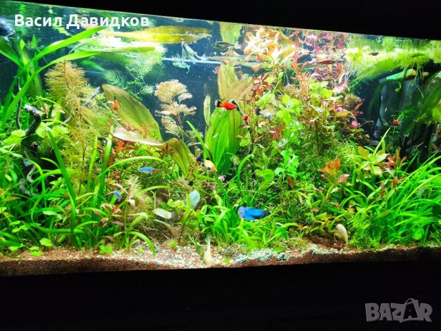 Аквариумни растения , имам и за езеро, снимка 18 - Рибки - 40911686