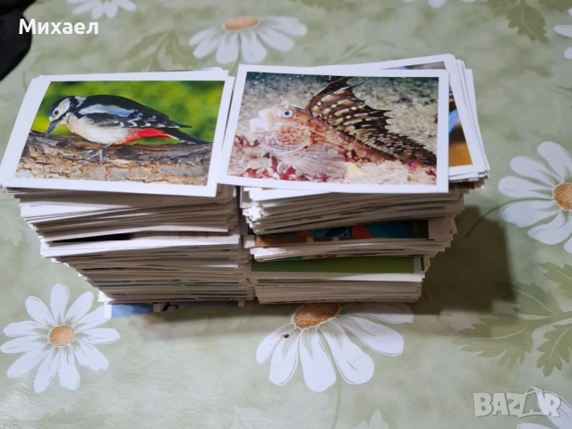 Стикери / лепенки за албум с животни на Билла, снимка 5 - Други - 51347384