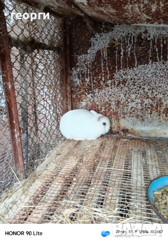 Холандски джуджета , снимка 6 - Декоративни зайчета - 53692426