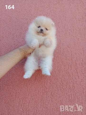 Женски мини Померан , снимка 3 - Померан - 52670211