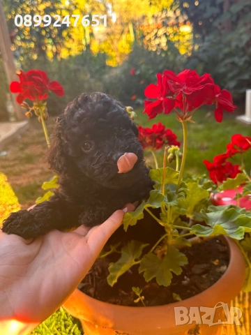 Пудел тойче, снимка 1