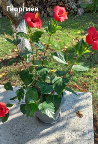 Яркочервени китайски рози- последни 4 бройки, снимка 11 - Стайни растения - 37492096