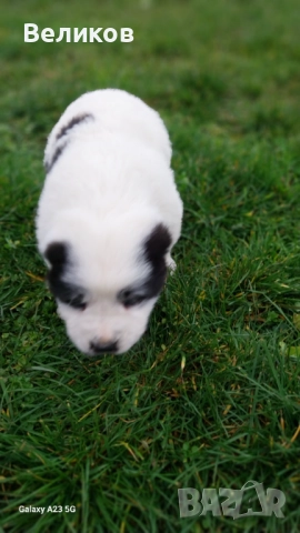 Алабай кученца Мъжкари , снимка 8 - Алабай - 52933193