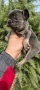 Френски булдог Блу Тан/French Bulldog Blue Tan , снимка 15