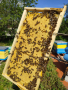 Многокорпусни пчелни отводки 