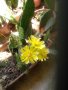 Саксии с незамръзващ кактус  , снимка 16