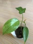 Philodendron Florida Ghost , снимка 1