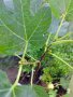 Смокиня с плодове - реална снимка - 66см , снимка 1 - Градински цветя и растения - 42025196