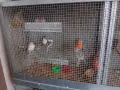 канарчета люпило 26 , снимка 7