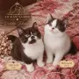 Британски котки , снимка 3