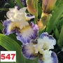 Сортови вискоки ириси /брадати ириси, снимка 14