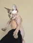 Котенца Канадски Сфинкс, снимка 3
