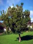 Ягодово дърво/Arbutus unedo (кумарка), снимка 7