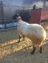 Продавам Коч-дзвизак , снимка 6