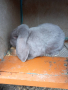 Френски кочовати зайци, снимка 1