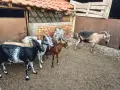 Продавам 6 бр.Кози, снимка 1
