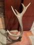 Рога на благороден Елен , снимка 2