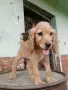 Английски кокер, снимка 1