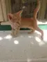 Подарявам котенца , снимка 4