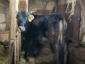 Продажба на Разплоден Бик и Женски Телета! , снимка 4