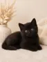     Чистокръвни британски котенца с шампионски произход 🖤, снимка 1