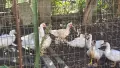 Продавам неми/мускусни патици, снимка 3