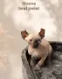 Котенце Сфинкс Елф, снимка 4