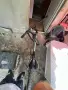 Продавам велосипед, снимка 3