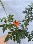 Текома Capensis, снимка 1
