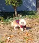 Свободен за разплод , снимка 1