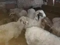 свободни 12 бройки овце, снимка 3