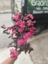 Индийски люляк Lagerstroemia indica Black Diamond Crimson red, снимка 9