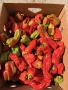 Домашен селски пипер цена от 3-5€кг, снимка 1