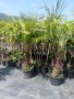 Палми , снимка 3