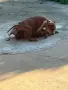 pitbuli svobodni , снимка 6