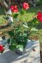 Яркочервени китайски рози- последни 4 бройки, снимка 11