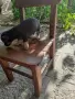 Продавам минипинчерчета, снимка 3