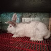 Продавам ПВС дъна за зайци, снимка 2 - За гризачи - 34228952