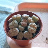 Живи камъчета - Lithops, снимка 1 - Градински цветя и растения - 33193359