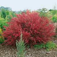 Цитисус-(Cytisus killiney red), снимка 2 - Градински цветя и растения - 39927557