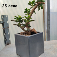 Композиции от кактуси и сукуленти, различни варианти, снимка 18 - Стайни растения - 42011639
