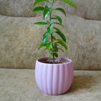 Младо мандариново дръвче в керамична кашпа, снимка 2 - Стайни растения - 39292863